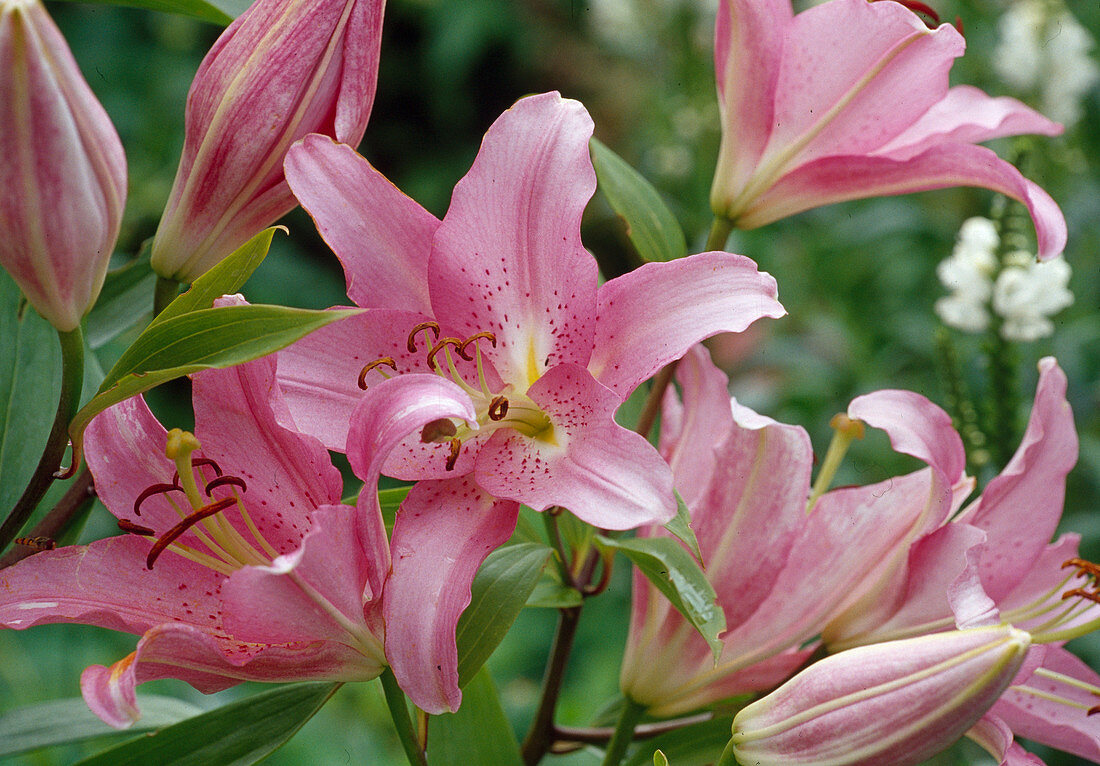 Lilium orientalis Hyb (Lily)