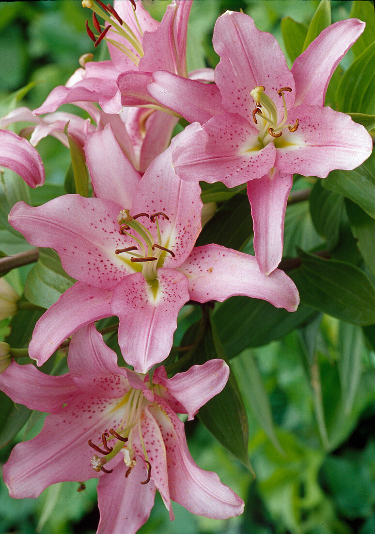 Lilium orientalis Hyb (Lily)