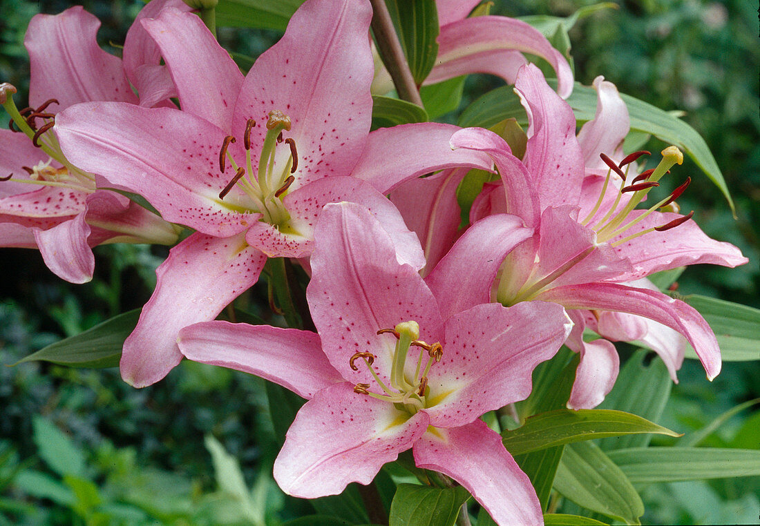 Lilium orientalis Hyb. (Lilie) Bl. 01