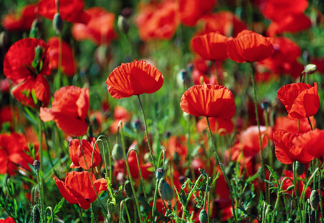 Papaver rhoeas (poppy)