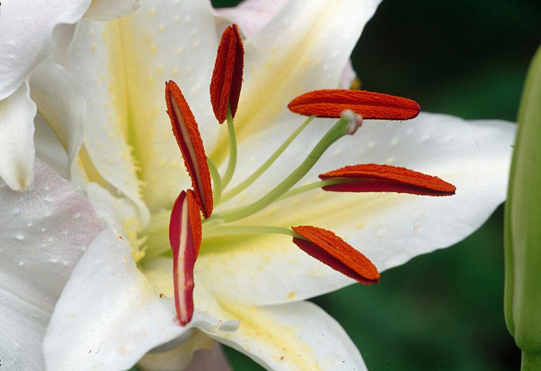 Lilium auratum Hybride