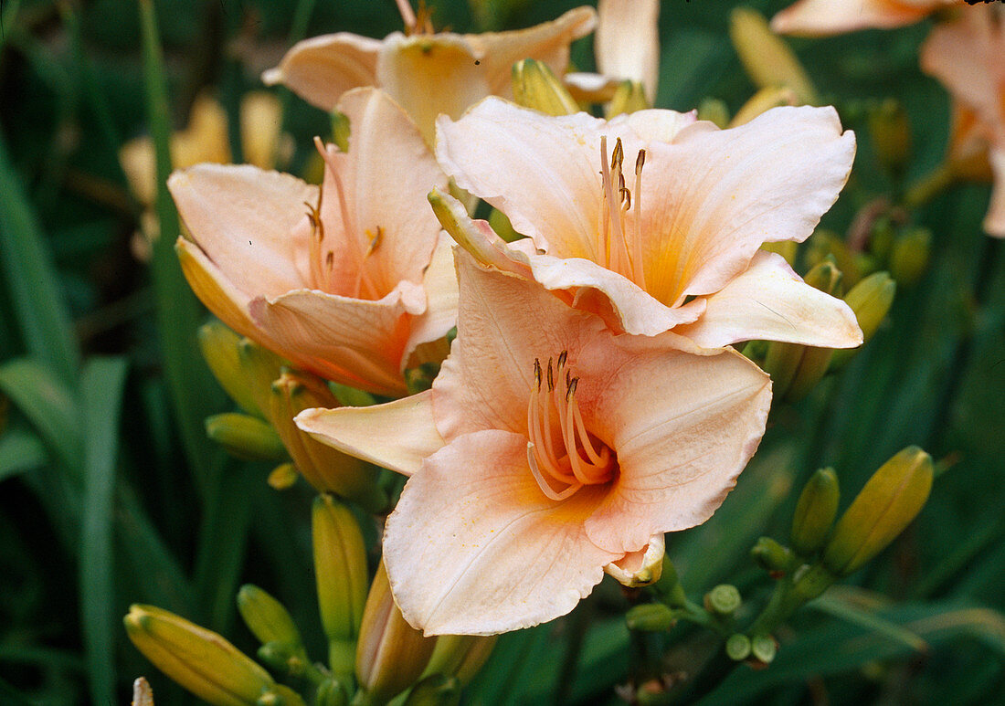 Daylily (Hemerocallis Hyb.) 'Mother of Pearl'