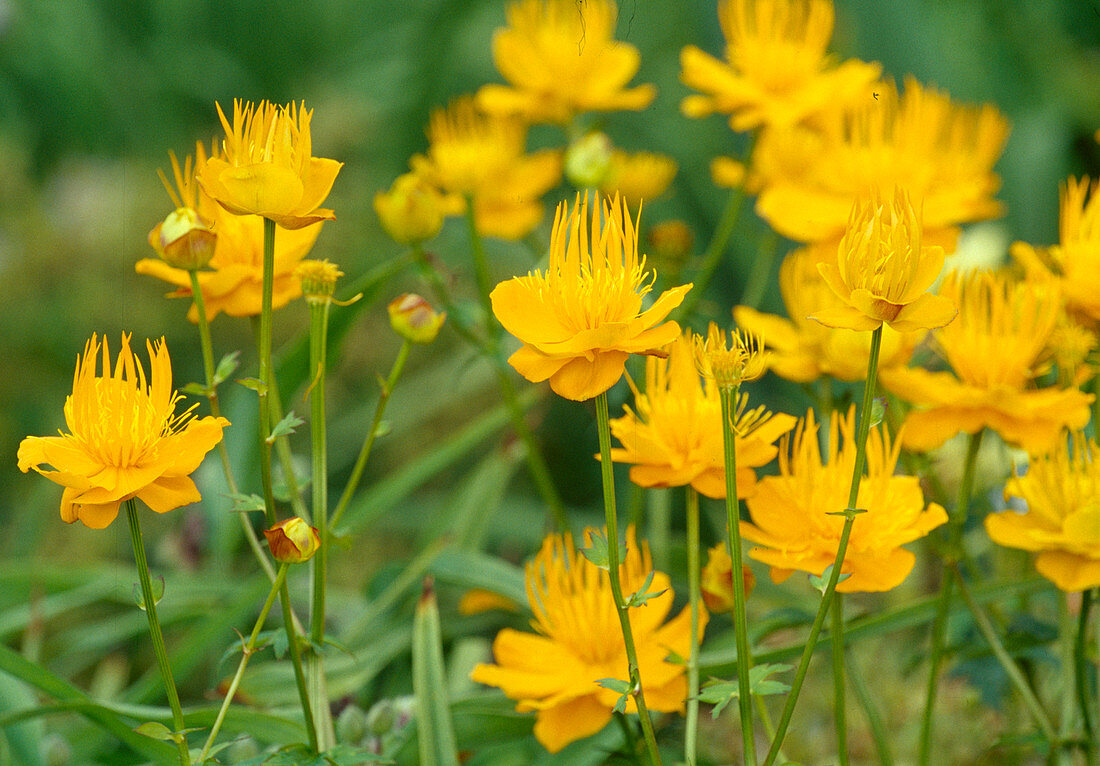 Trollius chinensis 'Golden Queen' (Troll flower) BL01