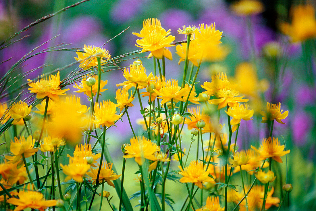 Troll flower (Trollius chinensis) 'Golden Queen'