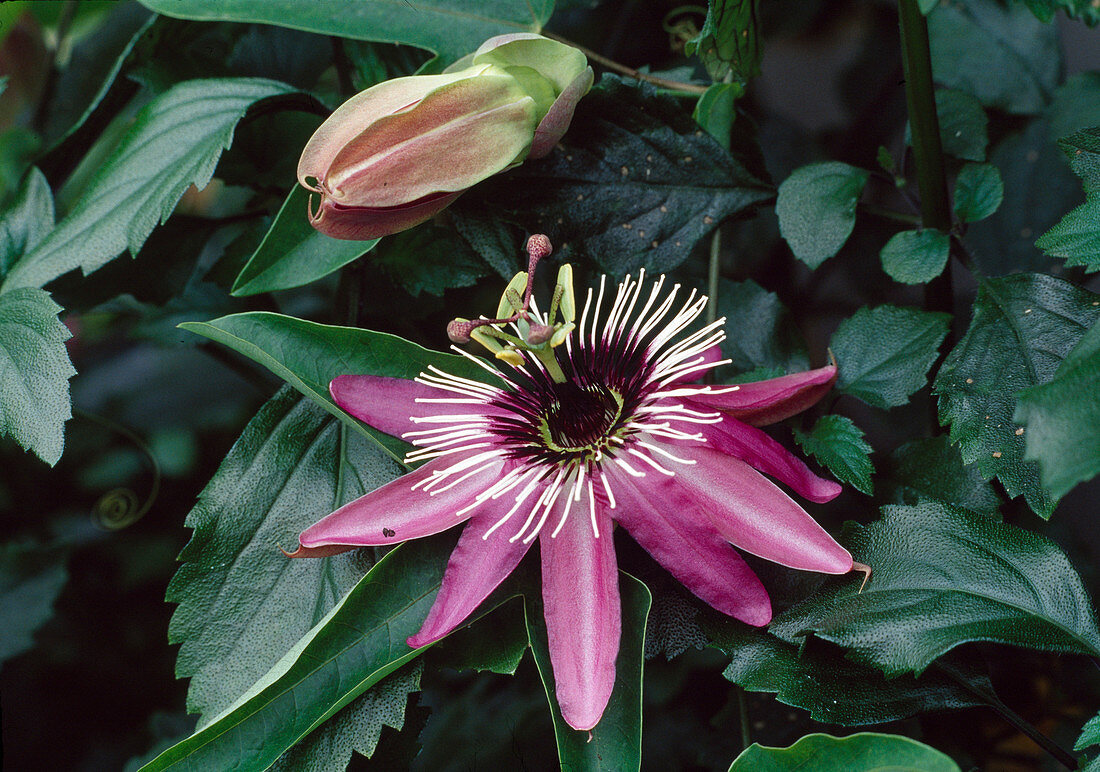 Passion flower (Passiflora x violacea)