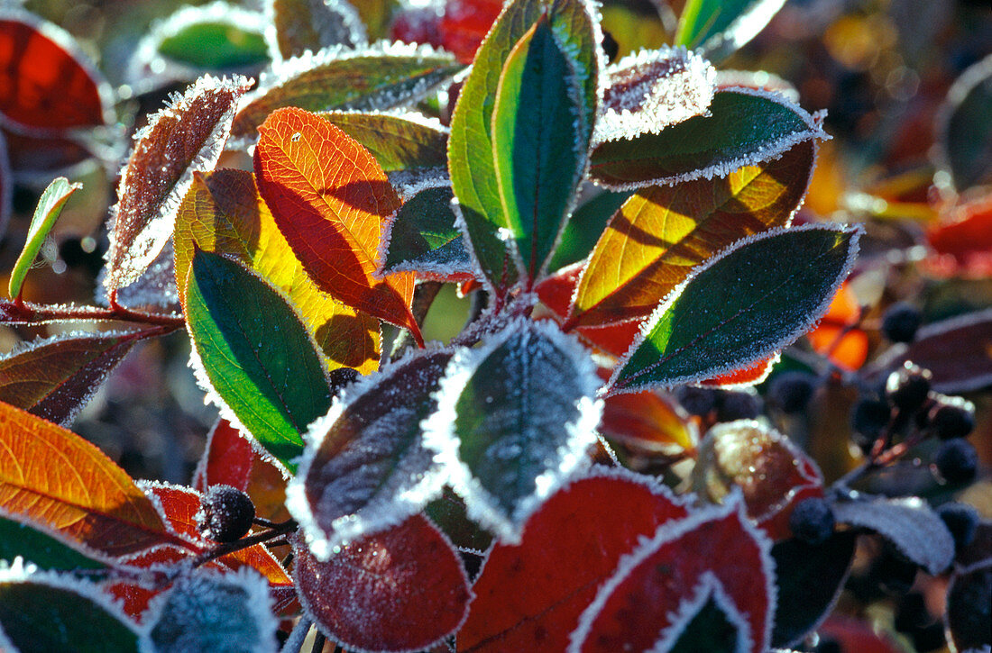 Aronia (Chokeberry) with hoar frost