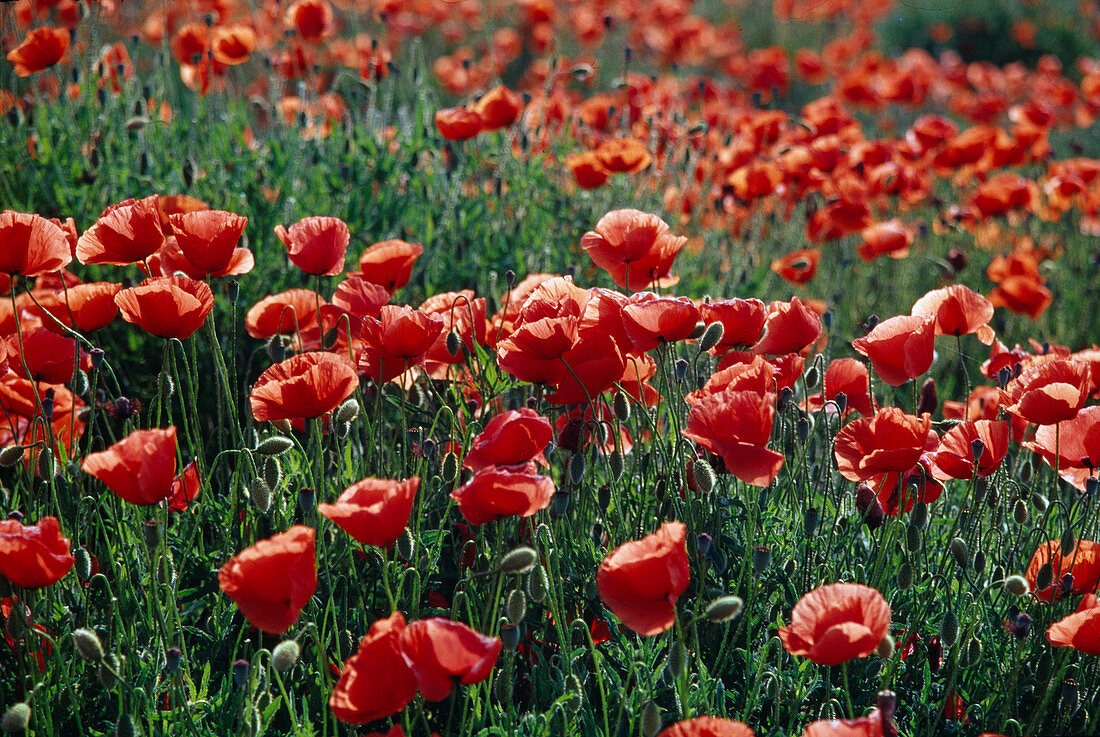 Papaver rhoeas field of poppies 02