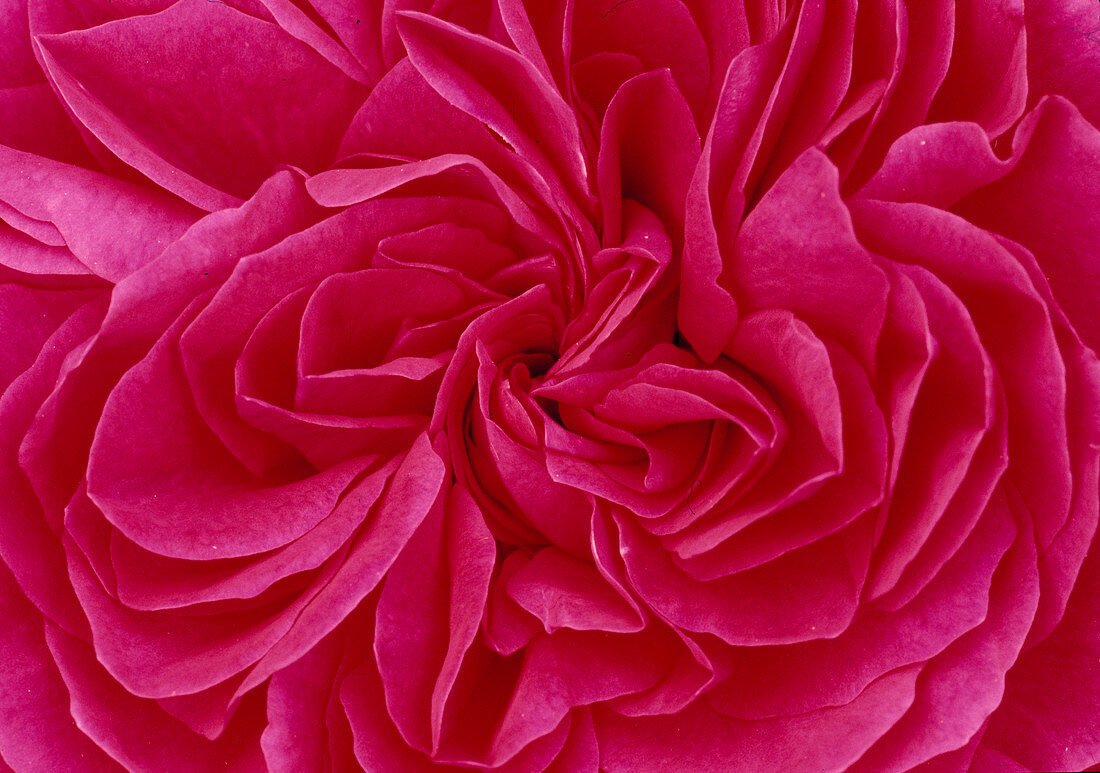 Rosa 'Red Leonardo da Vinci' (Floribunda rose) - hardly any fragrance 