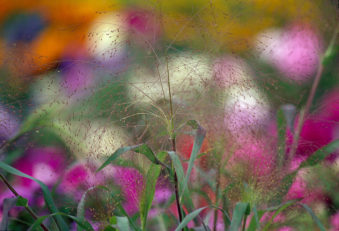 Eragrostis (love grass)