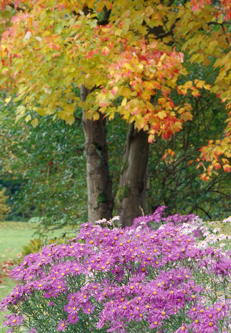 Acer rubrum (red maple), Aster amellus (mountain aster) Bl