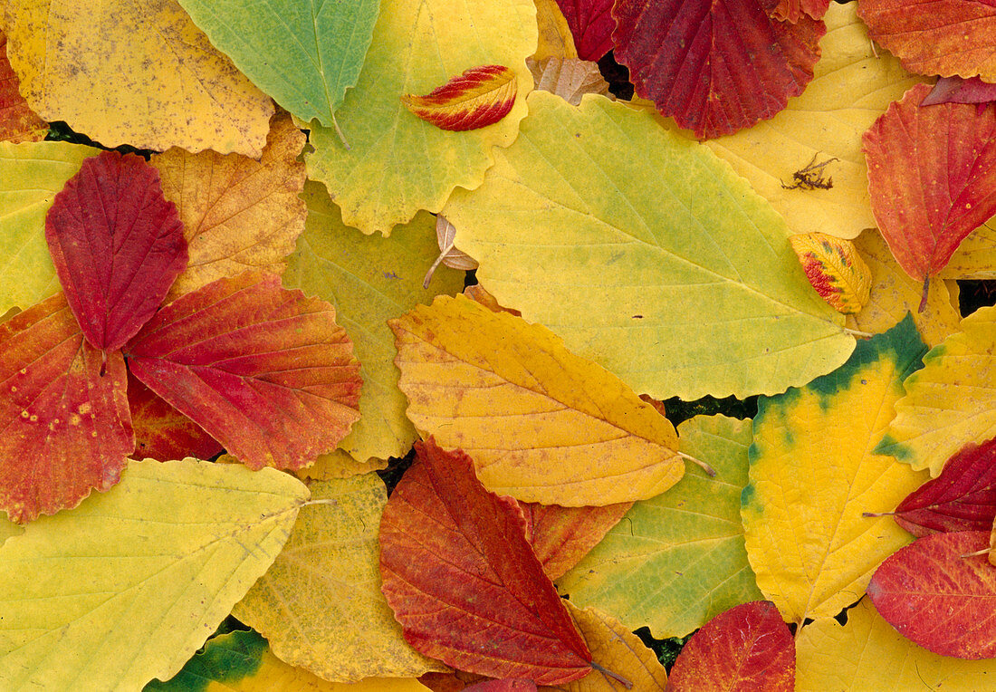 Hamamelis Blätter der Zaubernuß in Herbstfarben