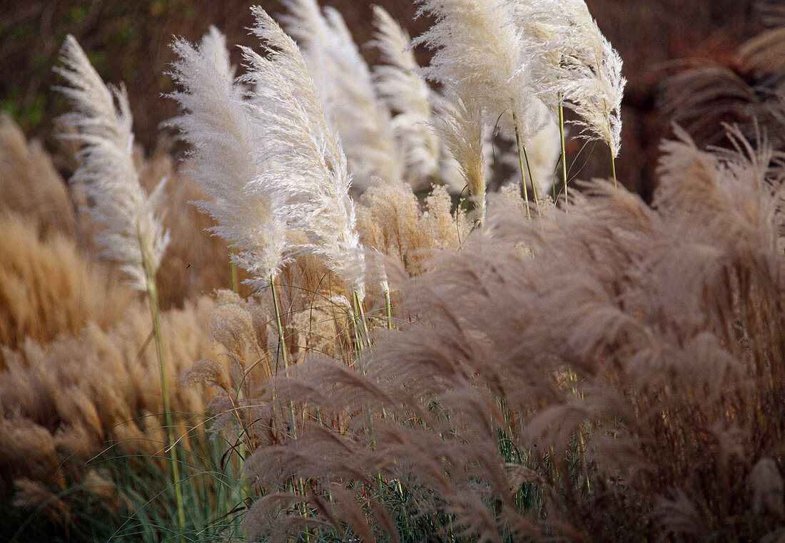 Cortaderia (Pampas grass), Miscanthus (Chinese reed)