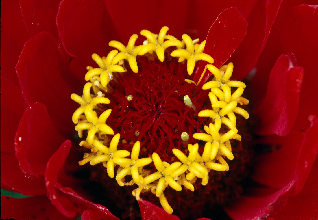 Zinnia elegans (Rote Zinnie), auffällige gelbe Staubgefäße, Bl. 02