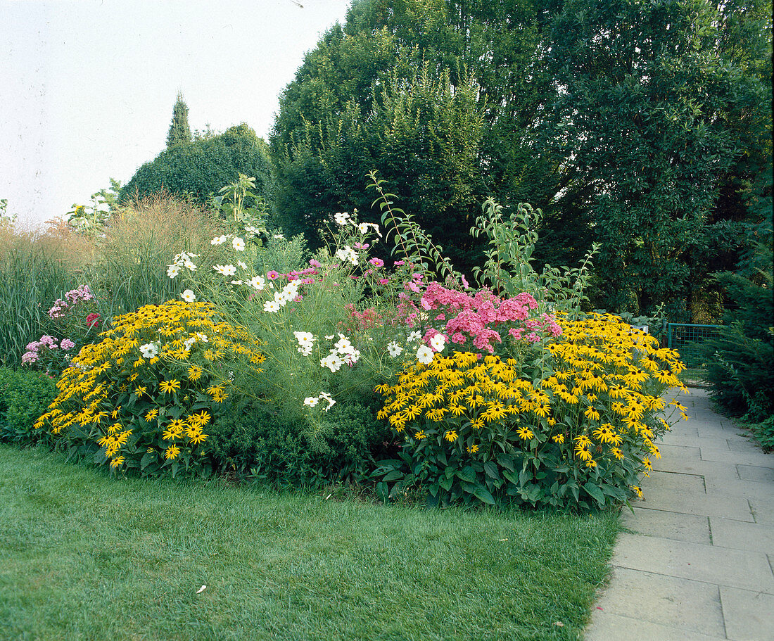 Rudbeckia sullivantii 'Goldsturm'