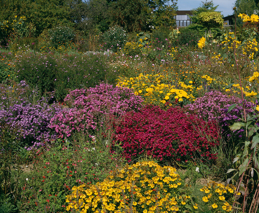 Aster novi-belgii 'Royal Blue'