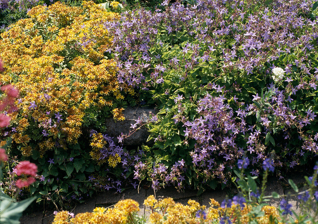 Glockenblume poscharskyana 'Blauranke'