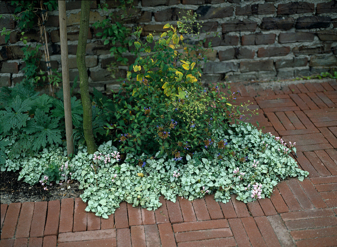 Lamium 'Pink Penter'