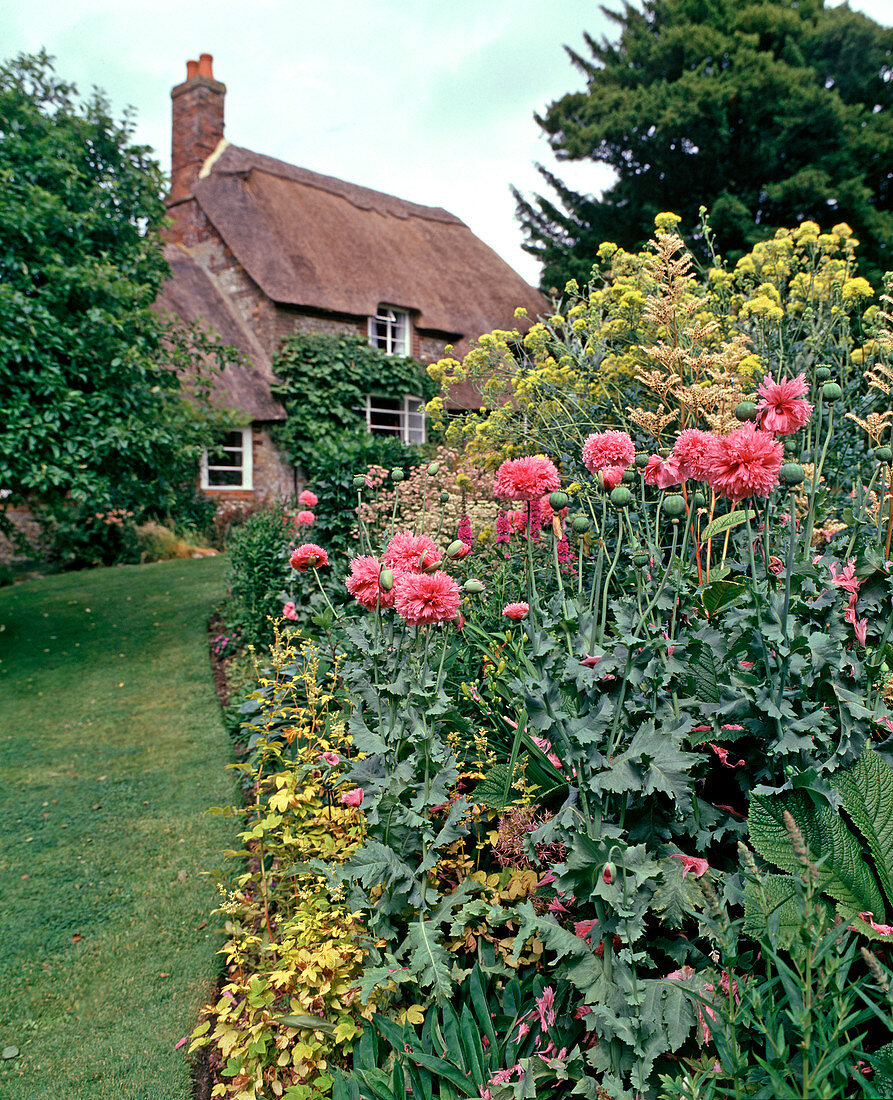 Papaver somniferum 'Peony Flowered' (double poppy)