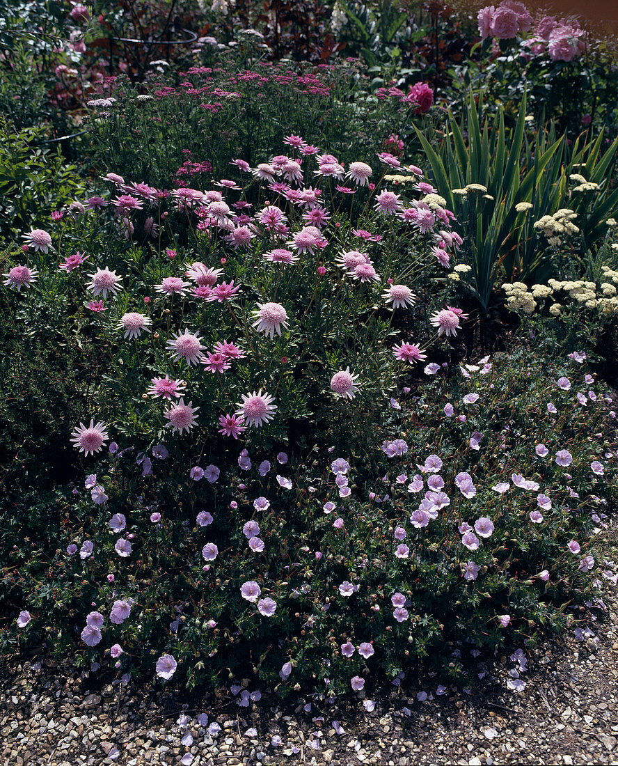 Argyranthemum frutescens-hybride, Geranium Cinererum 'Ballerina' (ballerina)