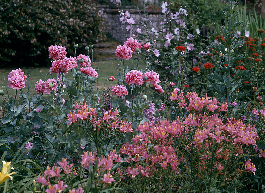 Papaver somniferum 'Paeony Flowered' (double poppy)