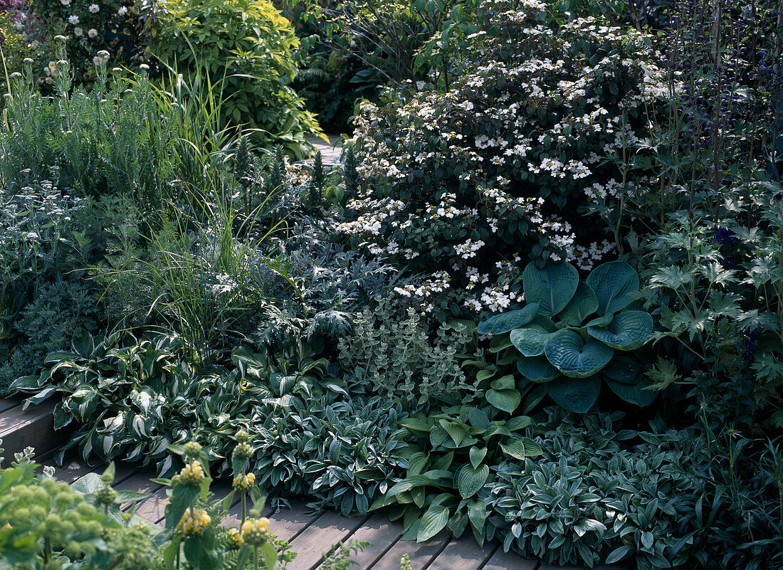 Bed with hosta, viburnum and achillea