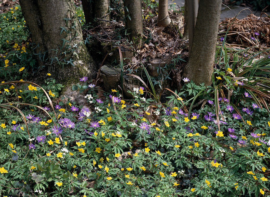 Anemone blanda und