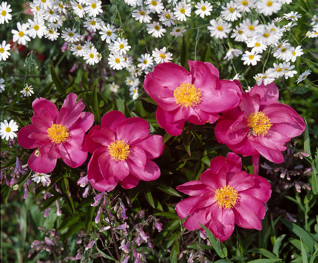 Paeonia lactiflora