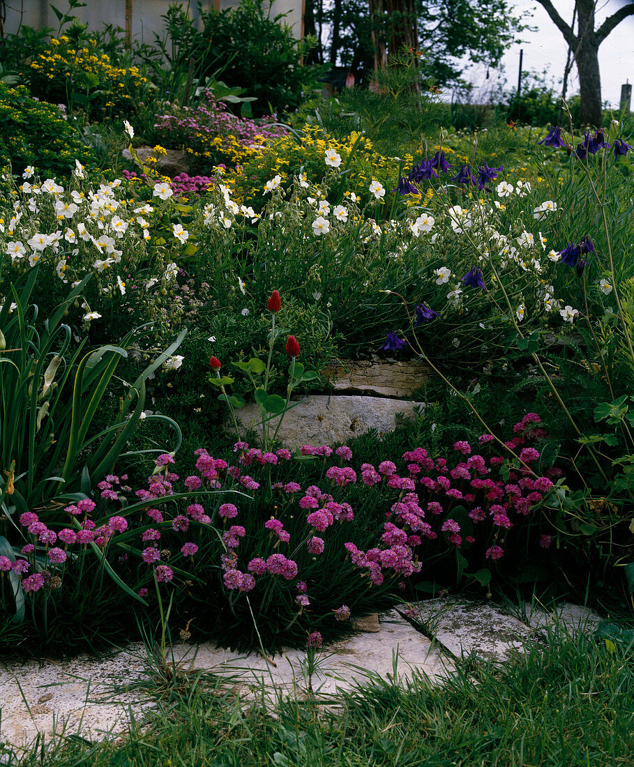 Armeria maritima (Clove of grass)