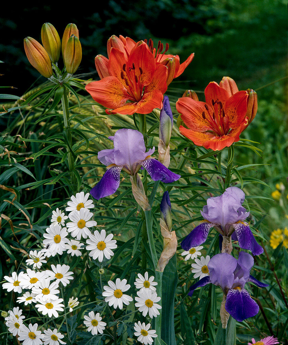 Early summer bed with lilies, iris and shrub marguerite