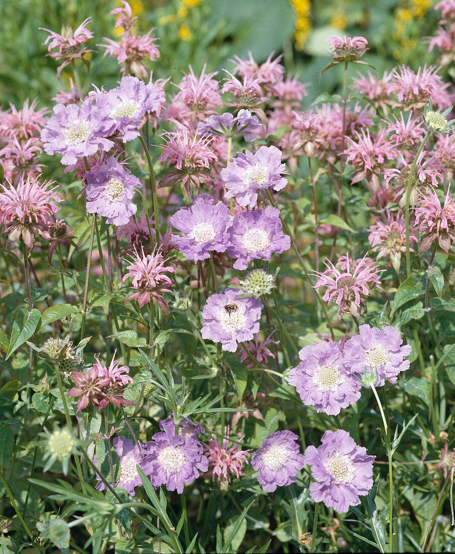 Scabiosa caucasica Monarda didyma Indianernessel