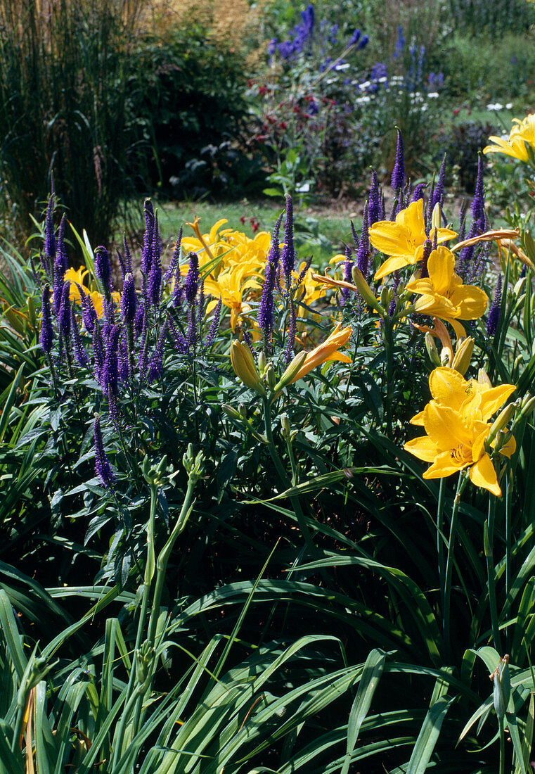 Hemerocallis 'Berliner Premiere'