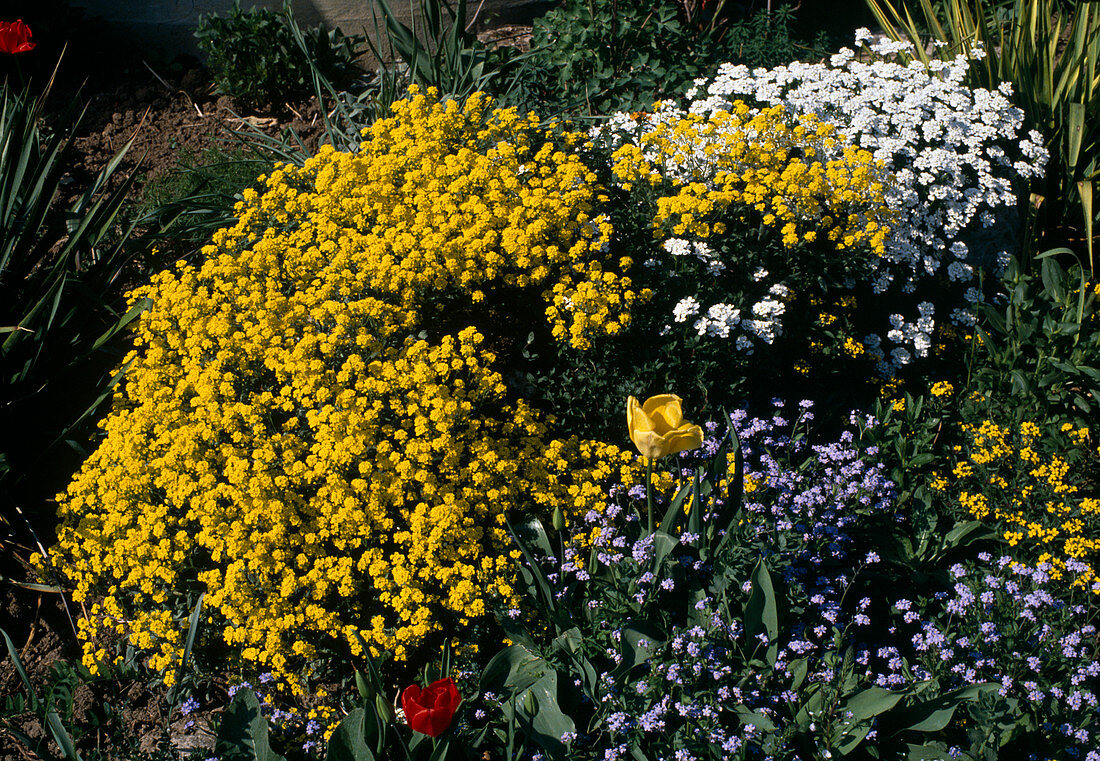 Rock garden Alyssum