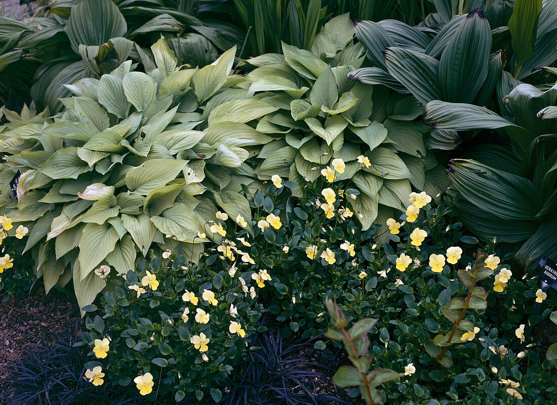 Hosta fortune 'Aurea'