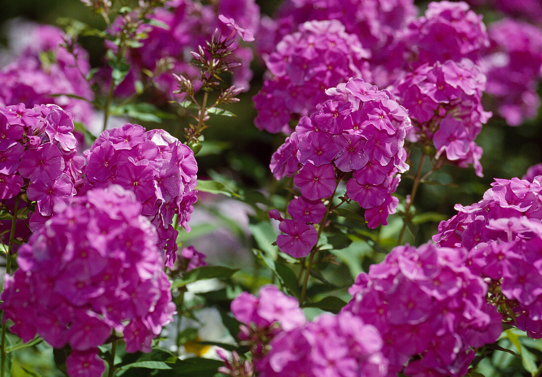 Phlox paniculata 'Amethyst' (perennial phlox, flame flowers)