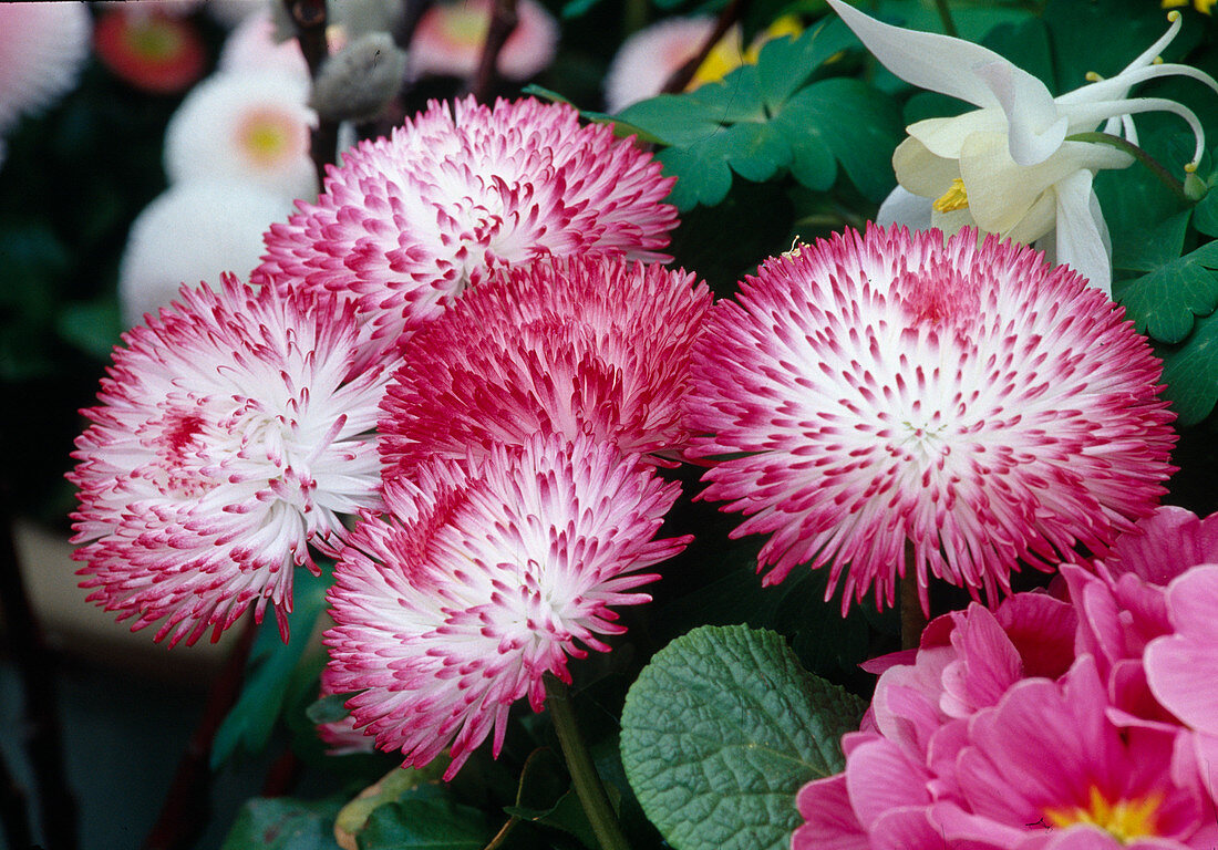 Bellis 'Habanera' white with red tips (daisy)