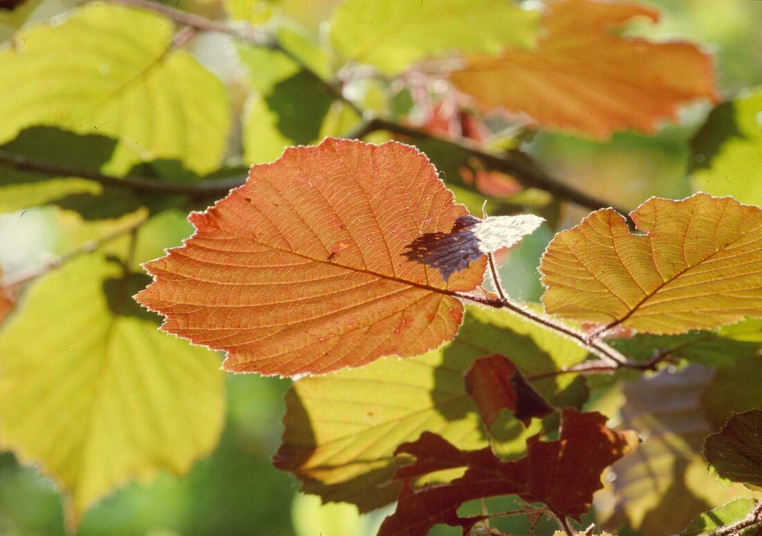 Corylus avellana (Haselnuss)