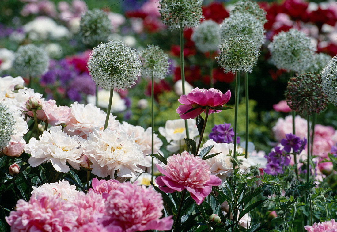 Paeonia lactiflora (peony) white and pink