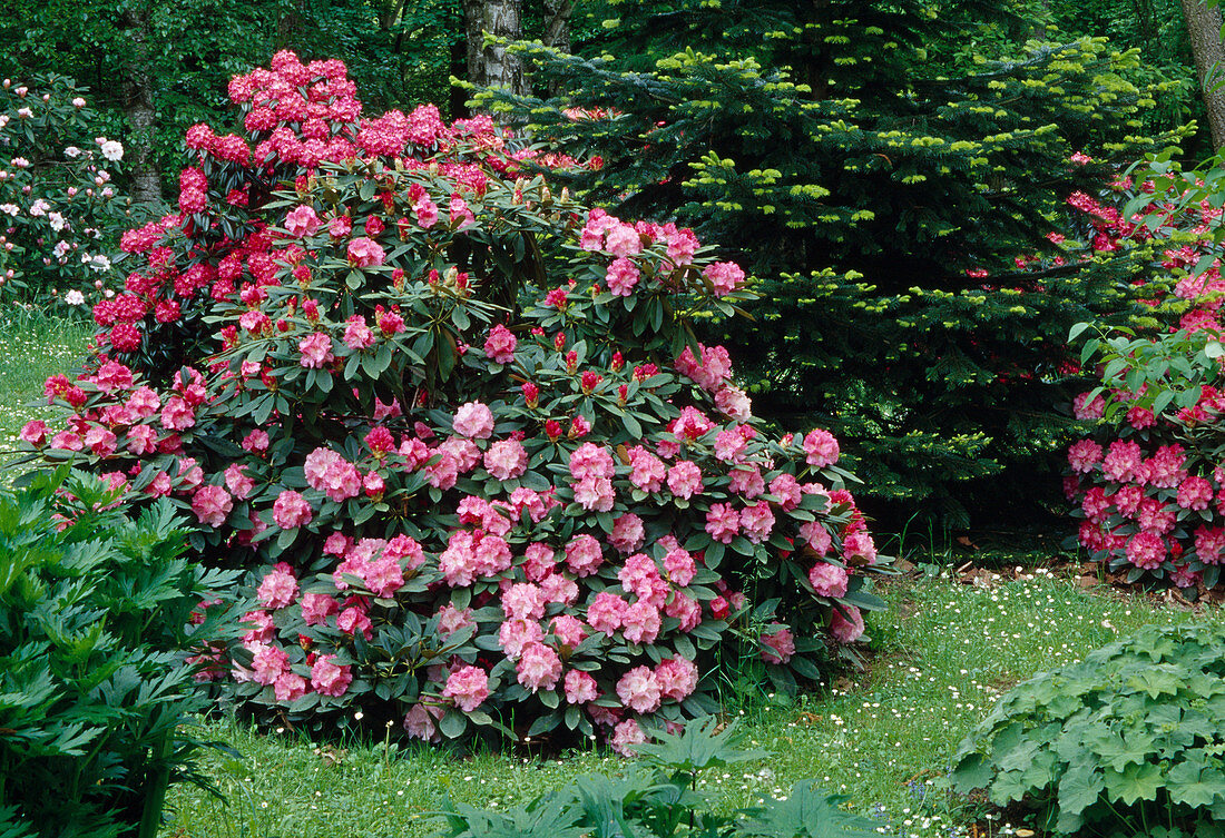 Rhododendron neben Nordmanntanne