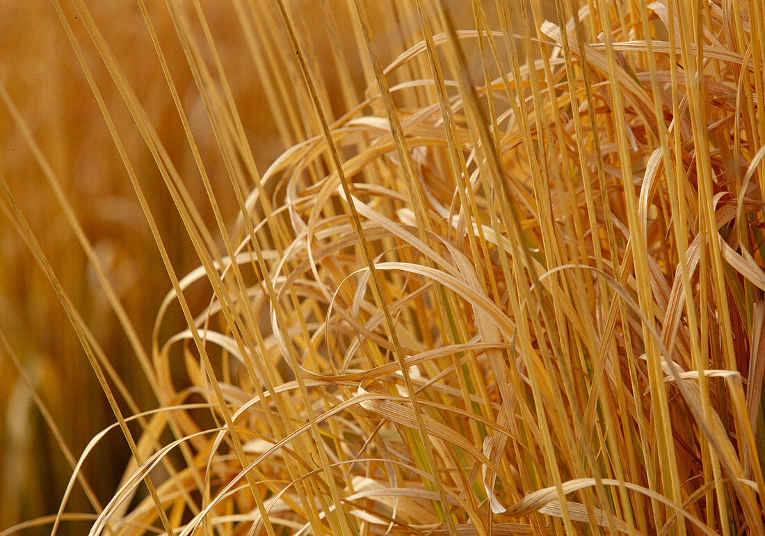Miscanthus sinensis (dry Chinese reed)