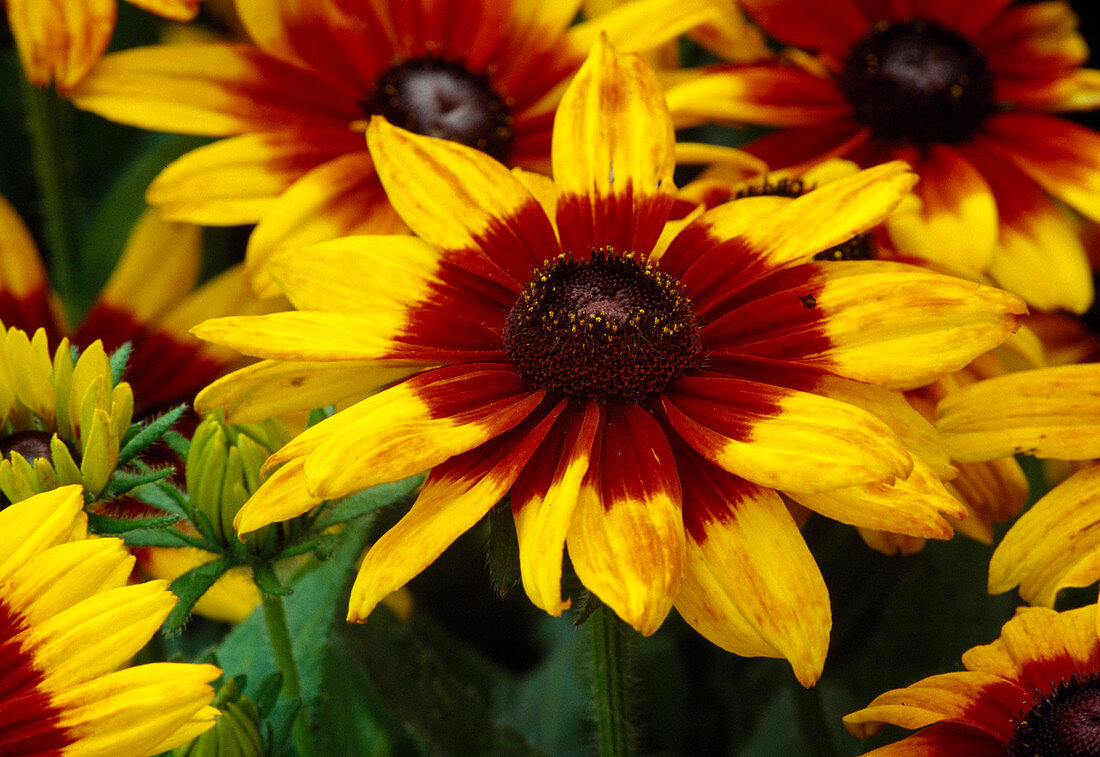 Rudbeckia hirta 'Autumn Colors' coneflower