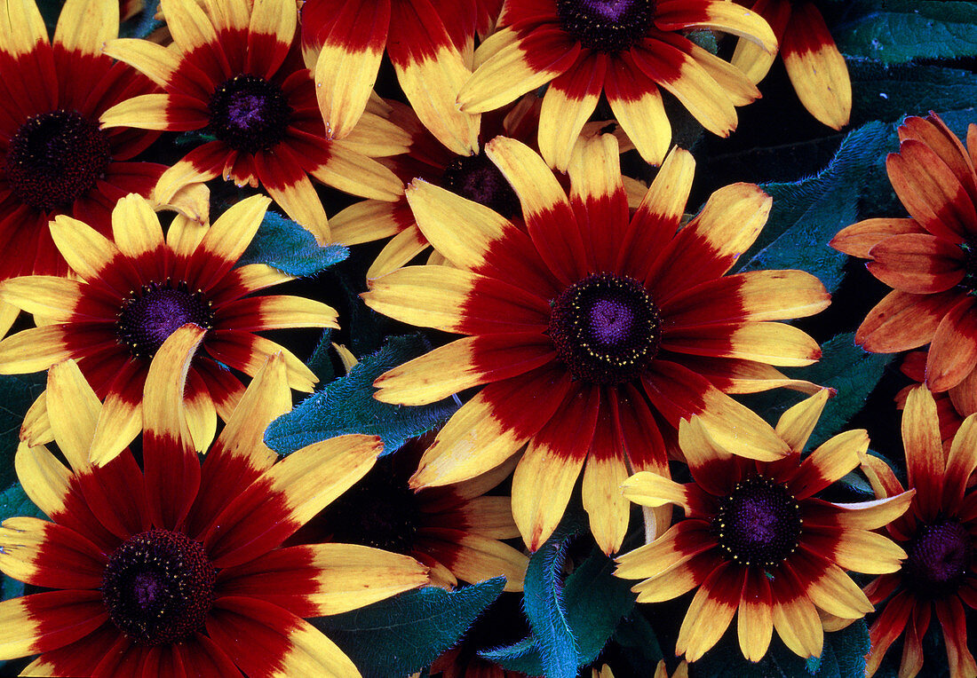 Rudbeckia hirta 'Autumn Colors' coneflower