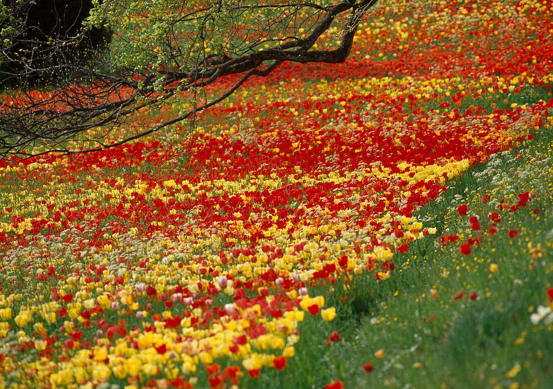 Tulipa (Tulips), yellow-red sea of tulips