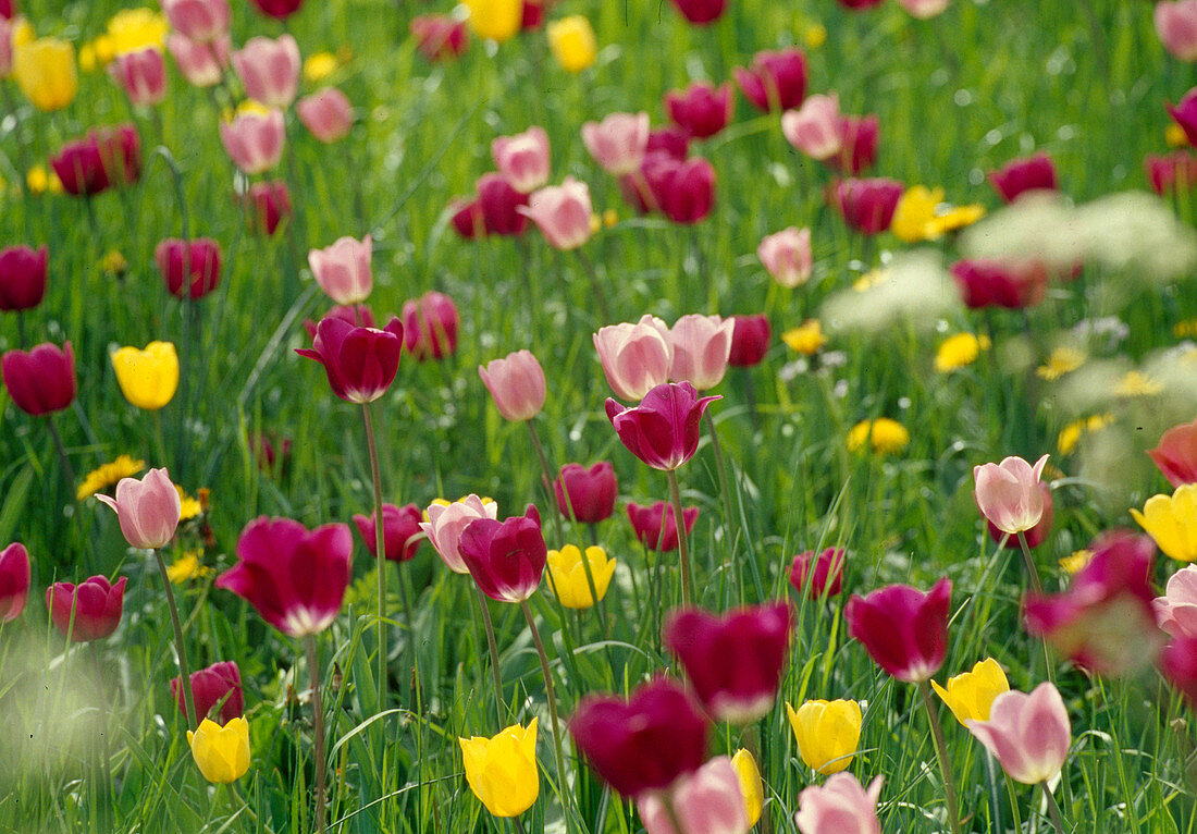Tulipa (tulips as colourful spring meadow yellow, pink, pink bl)