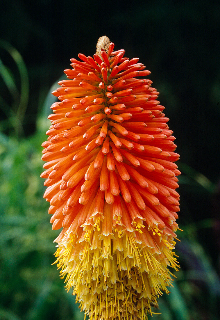 Kniphofia 'Indian' Torch Lily 
