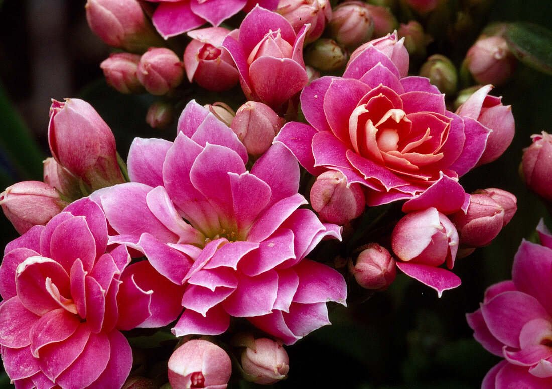 Kalanchoe Calandiva 'Cerise Pink'