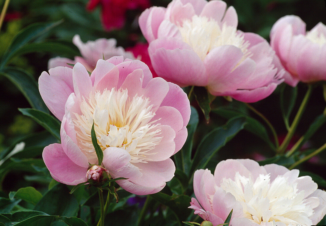 Paeonia lactiflora 'Etienne Merchin' Pfingstrose 