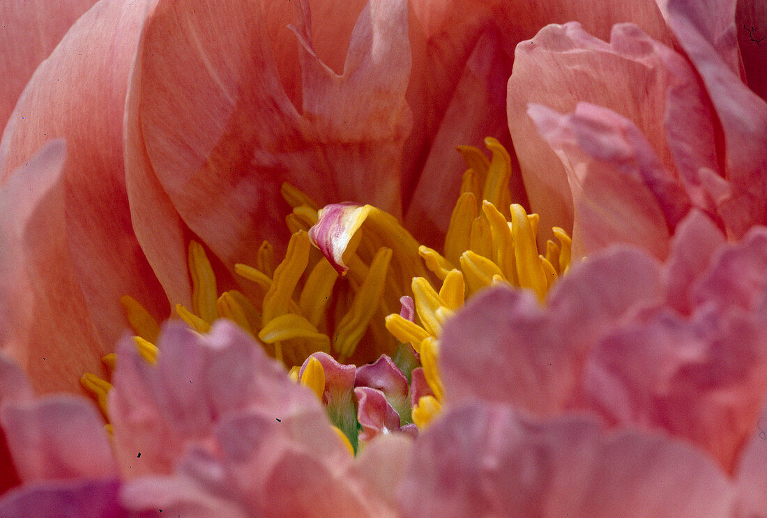 Paeonia 'Coral Sunset' (peony) 