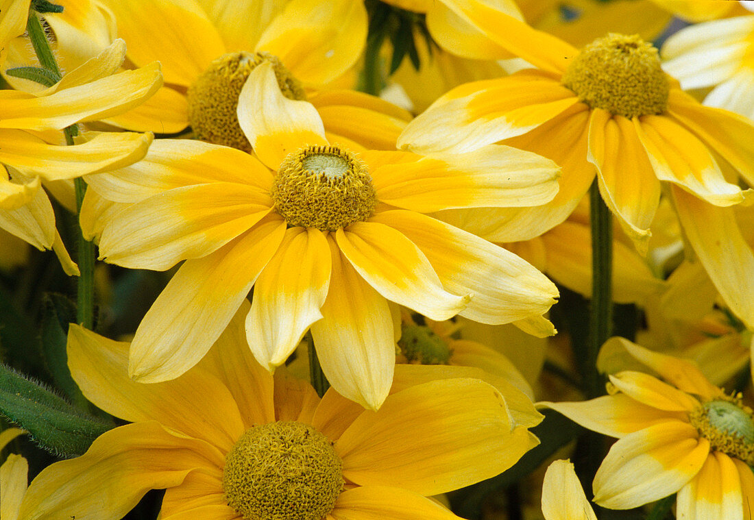 Rudbeckia hirta 'Prairie Sun' (Sonnenhut)