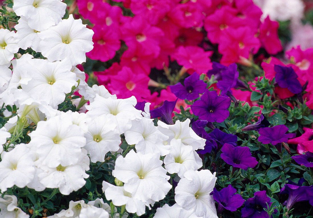 Petunia (Petunia) flowers white, blue, pink