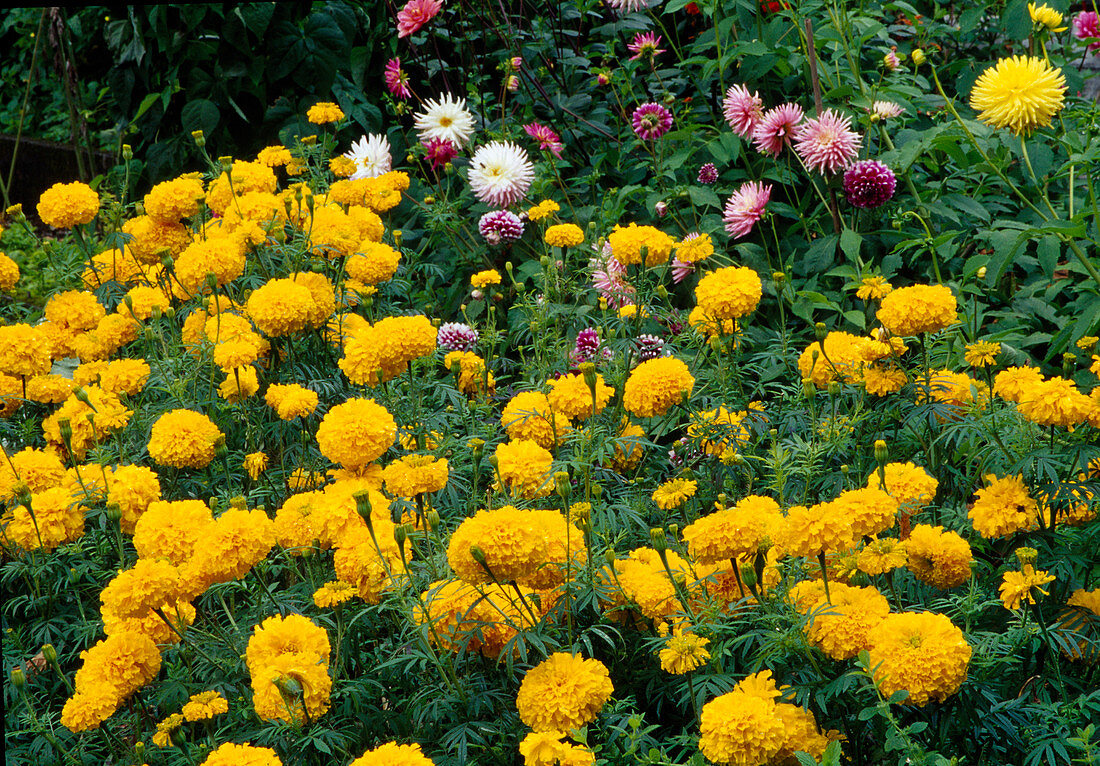 Tagetes erecta 'Antigua' (African marigold)